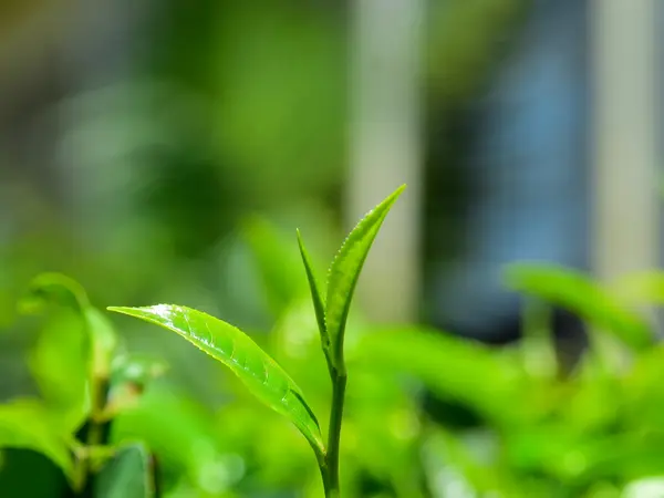 Fresh green tea shoots at the top of the plucking table.