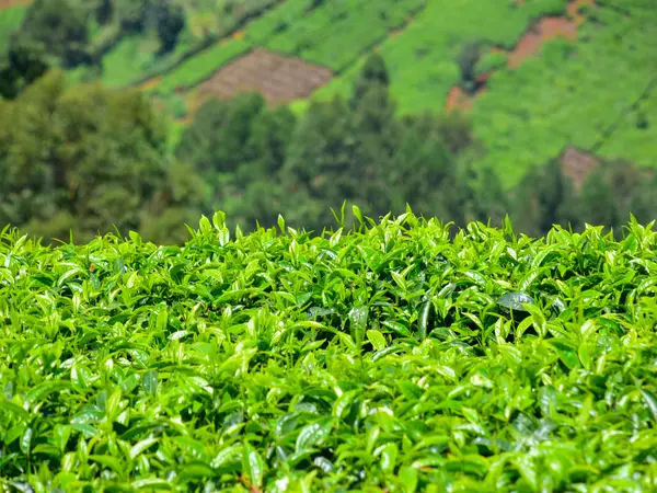 The even canopy of a tea plucking table, with planted slopes rising behind it.