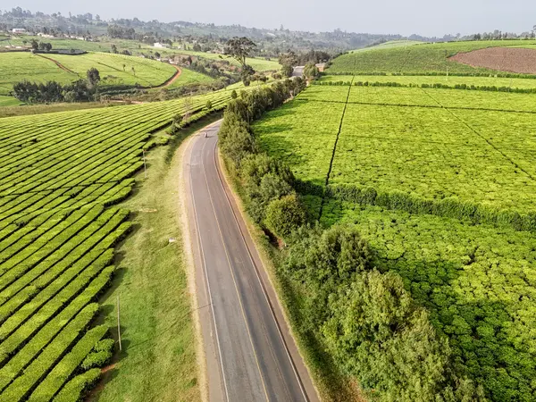 A ridge of tea cultivation with a track along its spine.