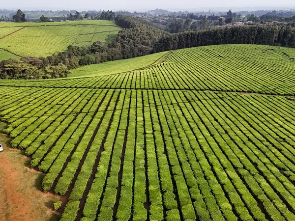 Terraced rows of tea receding towards a distant treeline.