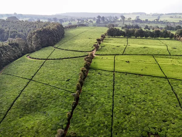 Tea fields divided by mature hedgerows, seen from the air.