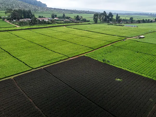 Cultivated fields in a patchwork of greens and worked earth.