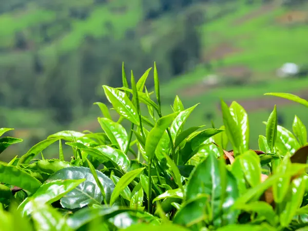Tea leaves in the foreground with planted slopes out of focus behind.