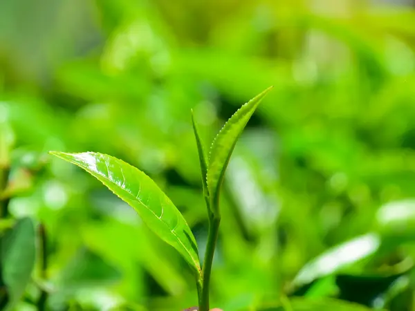 Close view of a tea shoot showing two leaves and an unopened bud.