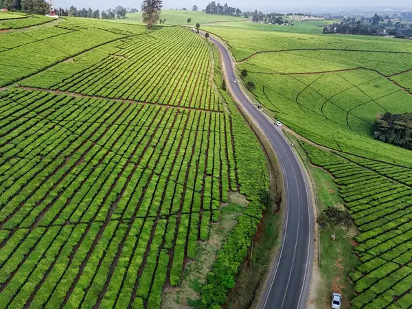 Aerial view of a road curving through a tea plantation on a Kenyan hillside.