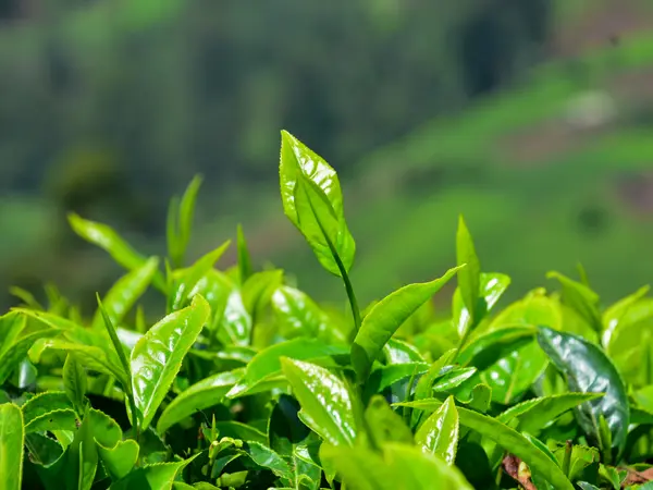Tea shoots standing proud of the bush, ready for plucking.