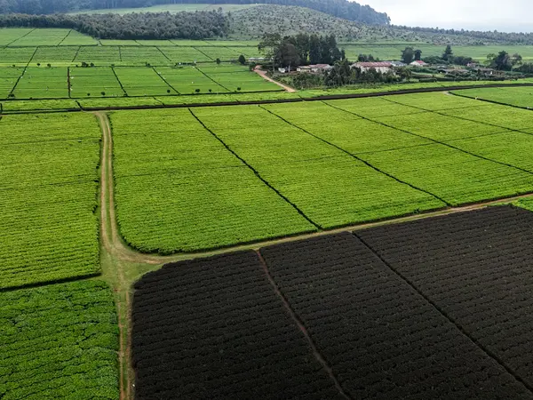 A patchwork of smallholder tea plots seen from above.