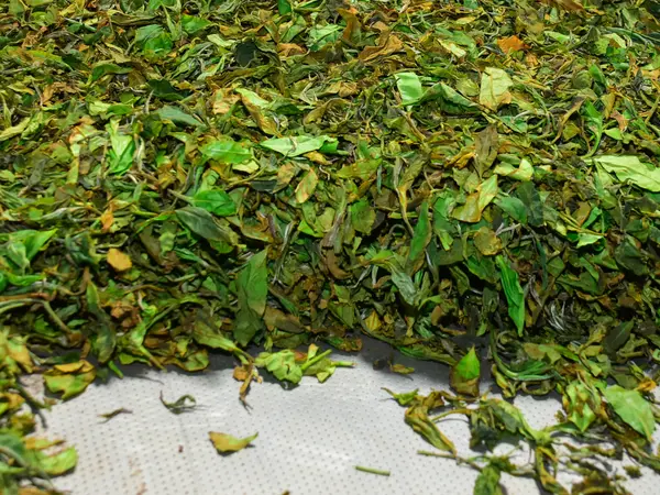 A bed of withering tea leaf spread evenly across a processing trough.